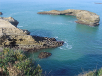 Cactus Opinion: Learning French in Biarritz