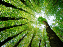 Image of Cactus celebrates Green Britain Day