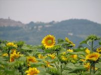 A beginner’s guide to learning Italian